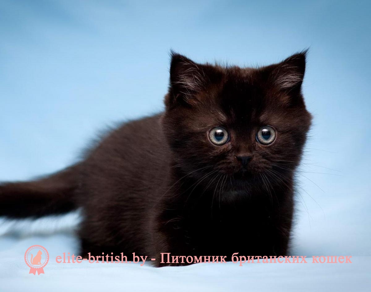 котята британцы черные фото